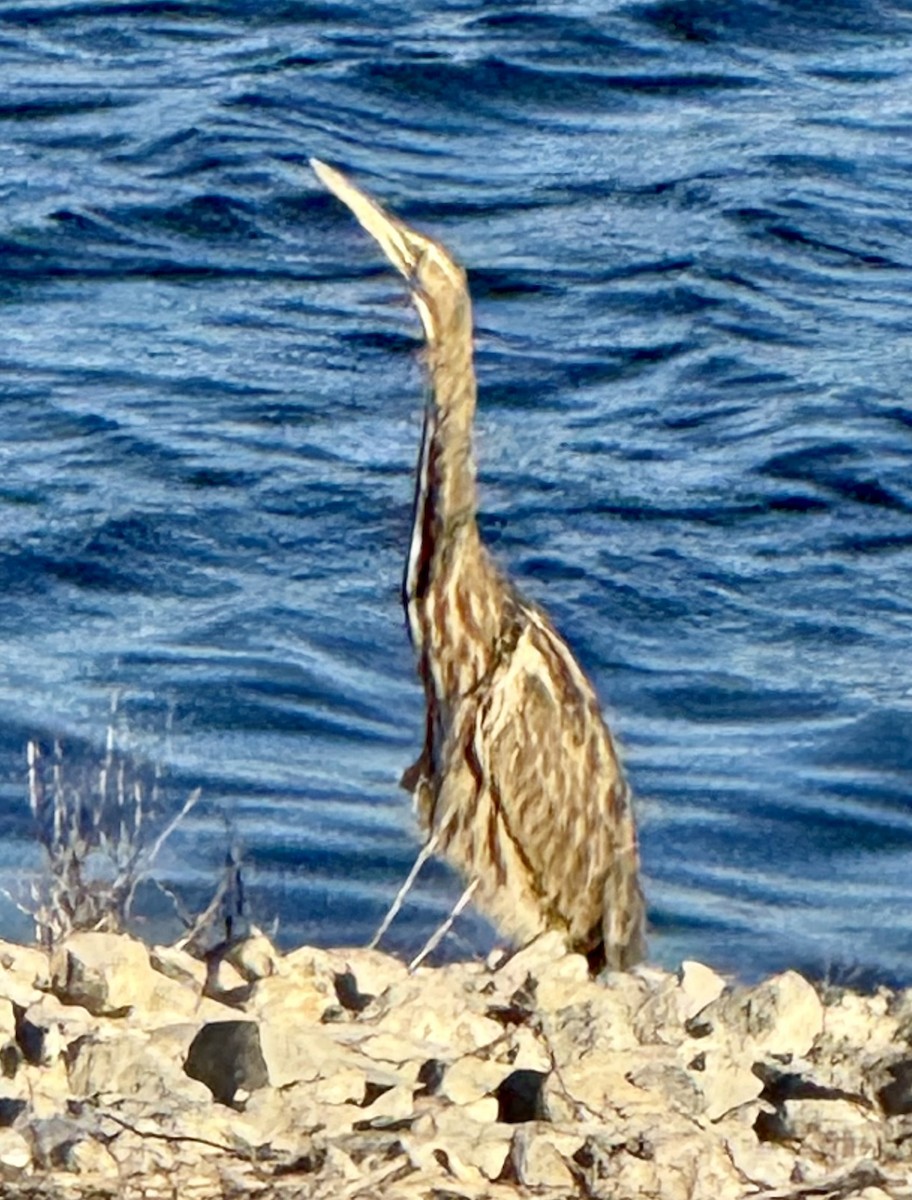 Amerika Balabanı - ML644701566