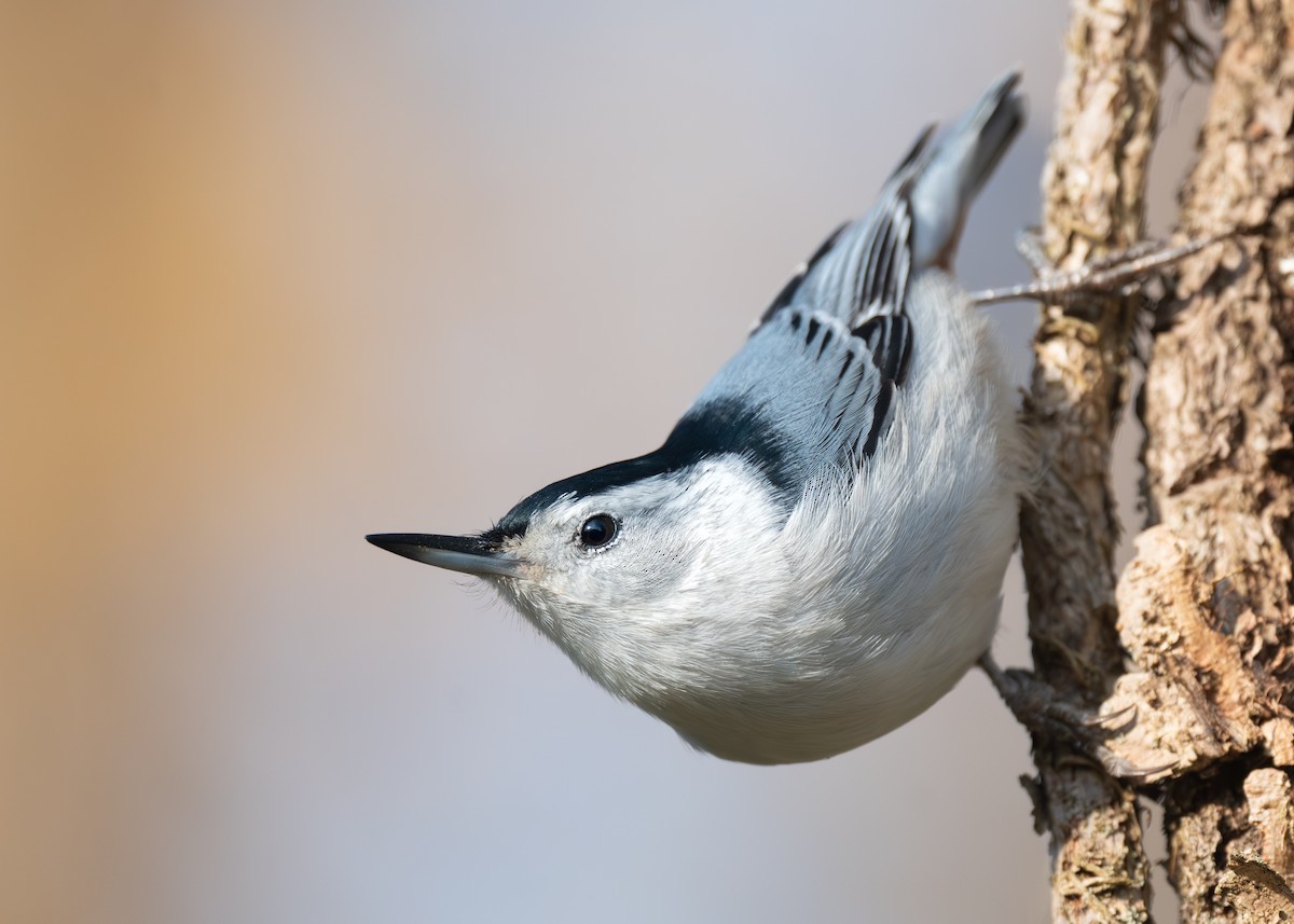 White-breasted Nuthatch - ML644701580