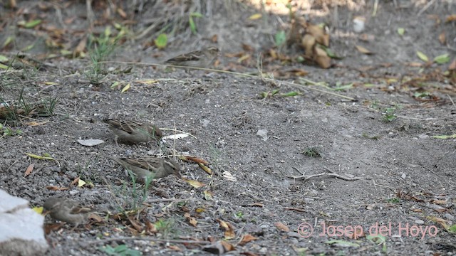 Etxe-txolarrea - ML644701587