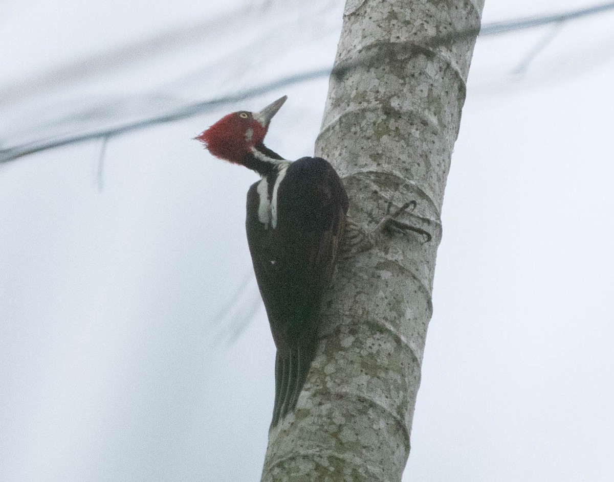 høvdingspett - ML644701593