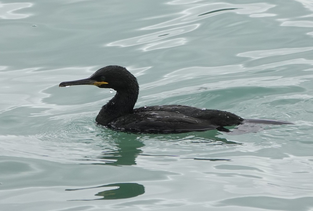 ヨーロッパヒメウ - ML644701594