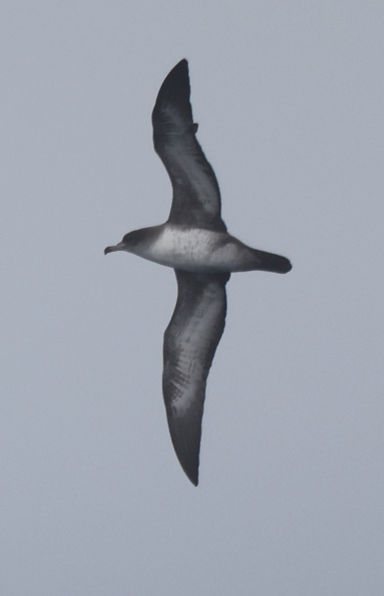 Pink-footed Shearwater - ML644701614