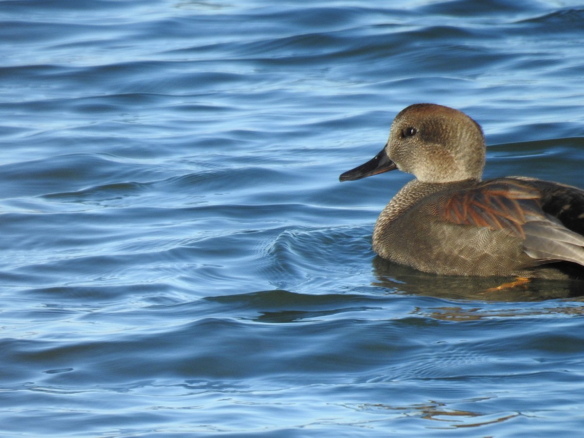 オカヨシガモ - ML644701622