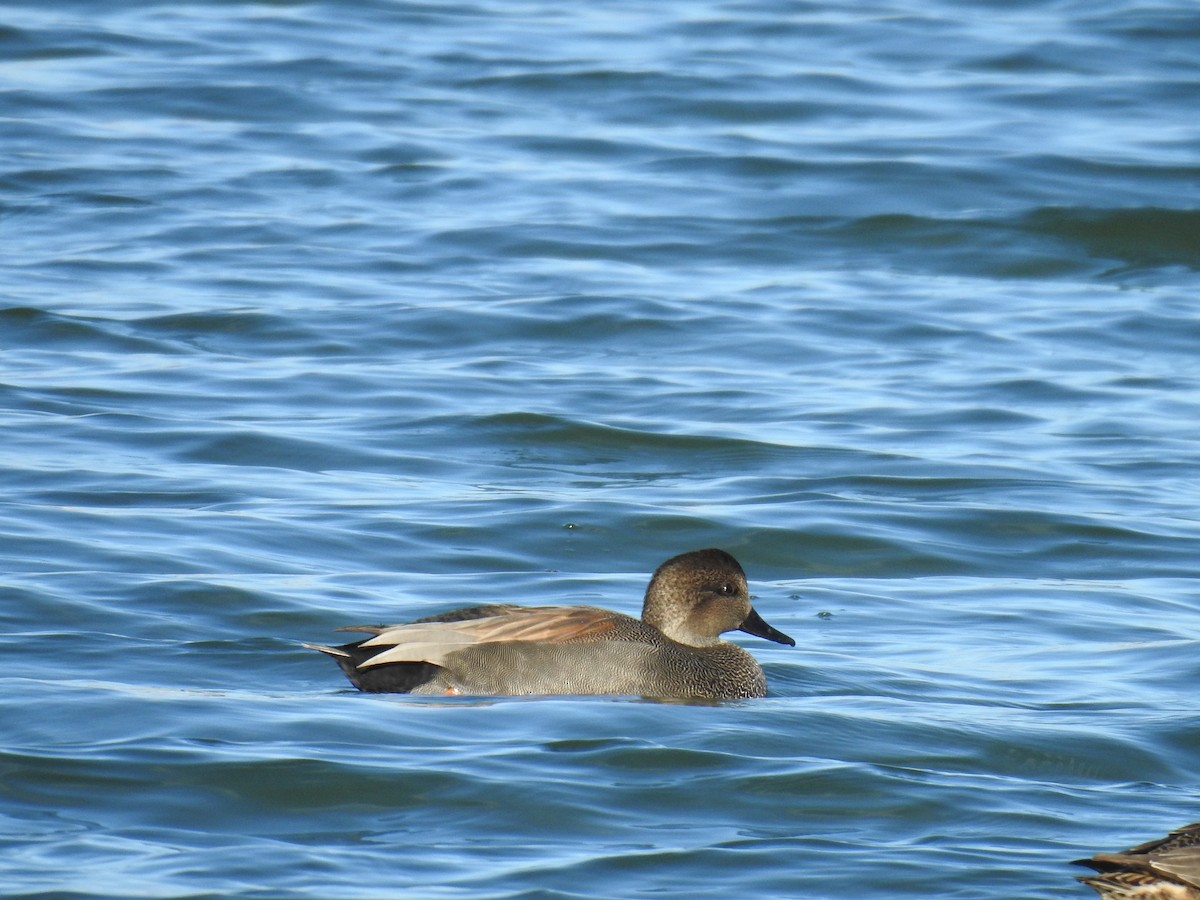 オカヨシガモ - ML644701623