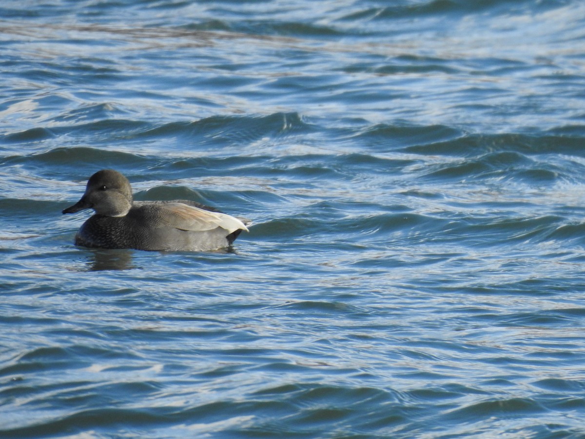 オカヨシガモ - ML644701624