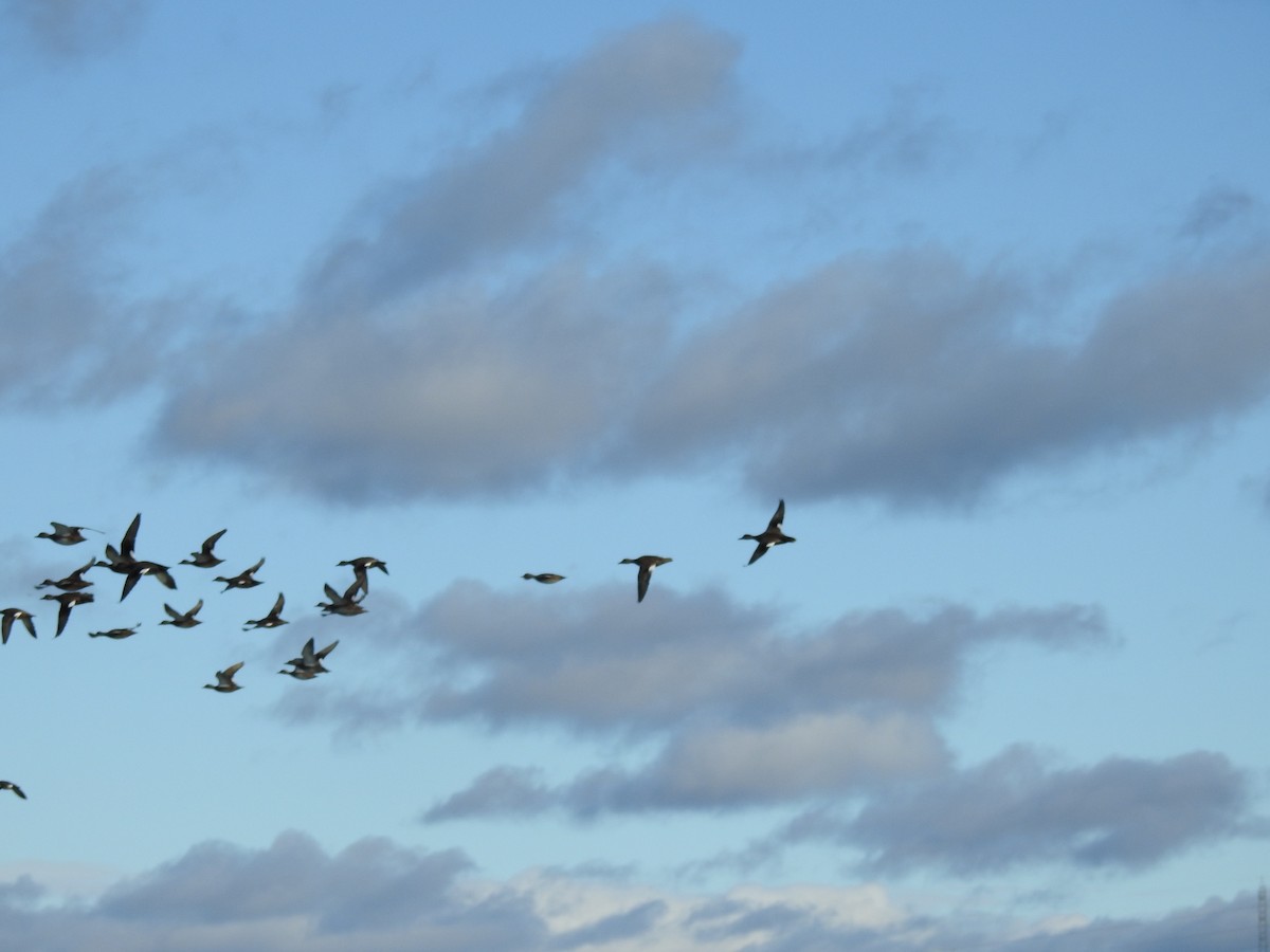 American Wigeon - ML644701631