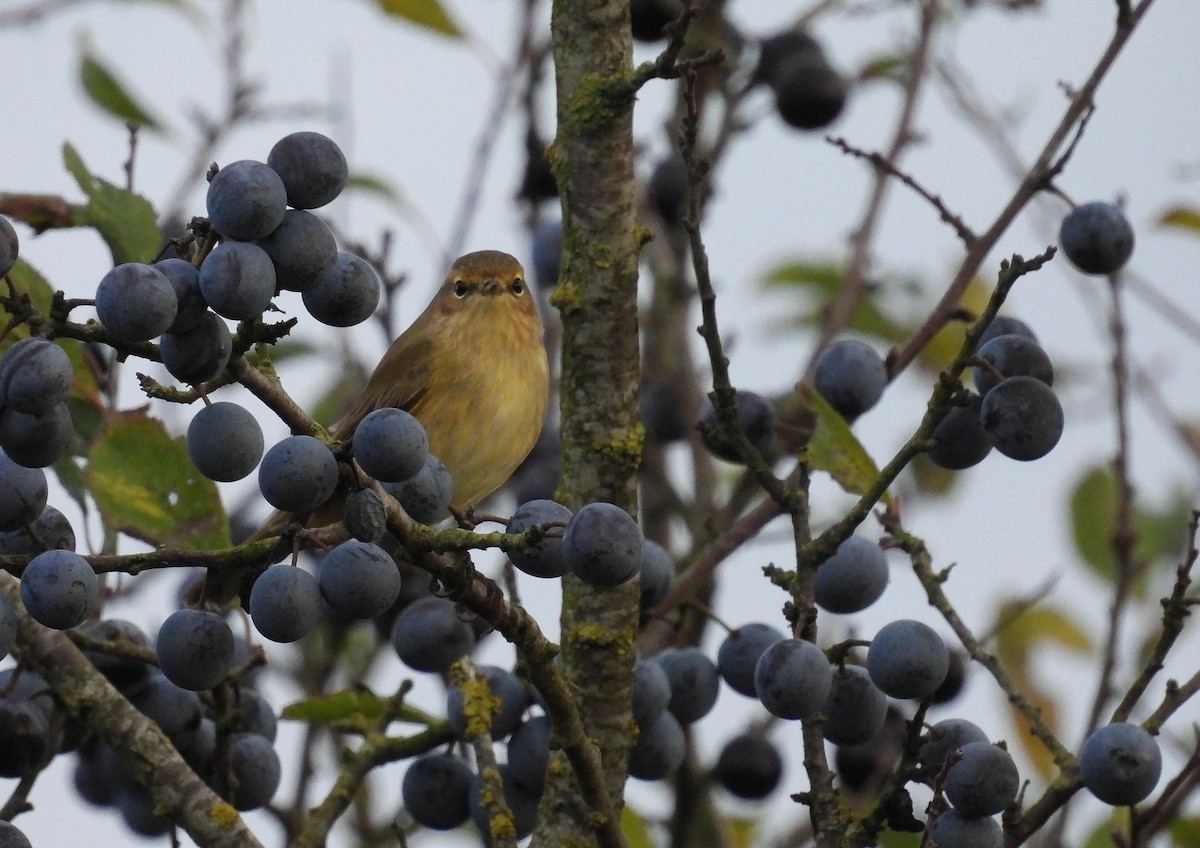 Common Chiffchaff - ML644701634