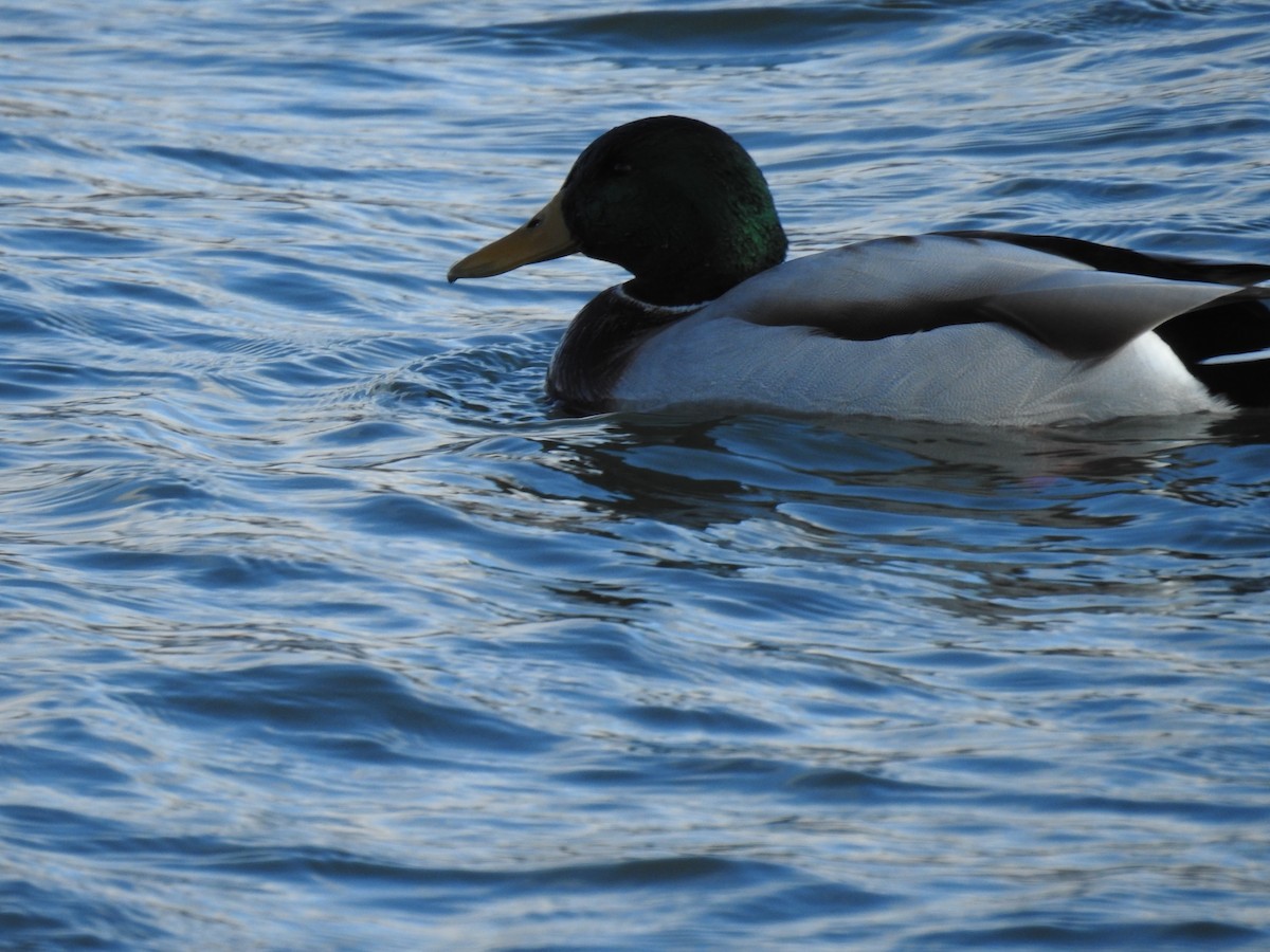 Mallard - ML644701647