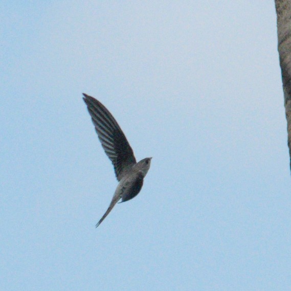 סיס-דקלים אסייתי - ML644701652