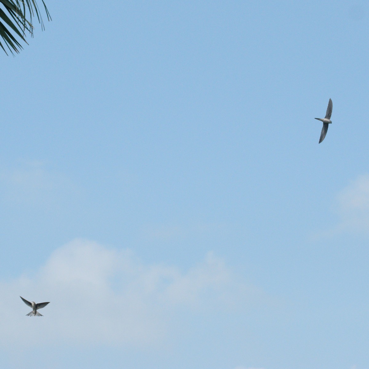 סיס-דקלים אסייתי - ML644701654