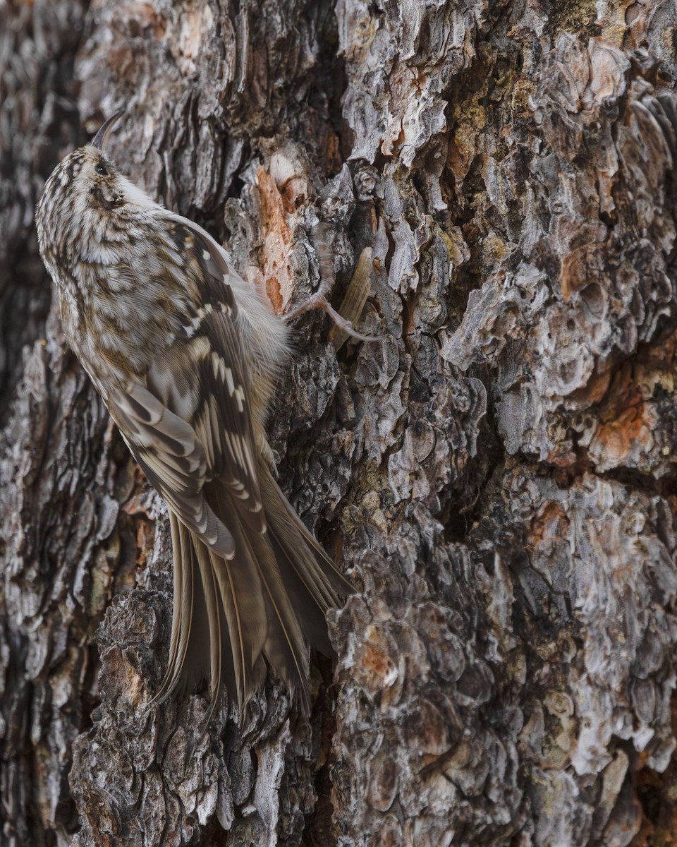 Grimpereau brun - ML644701656