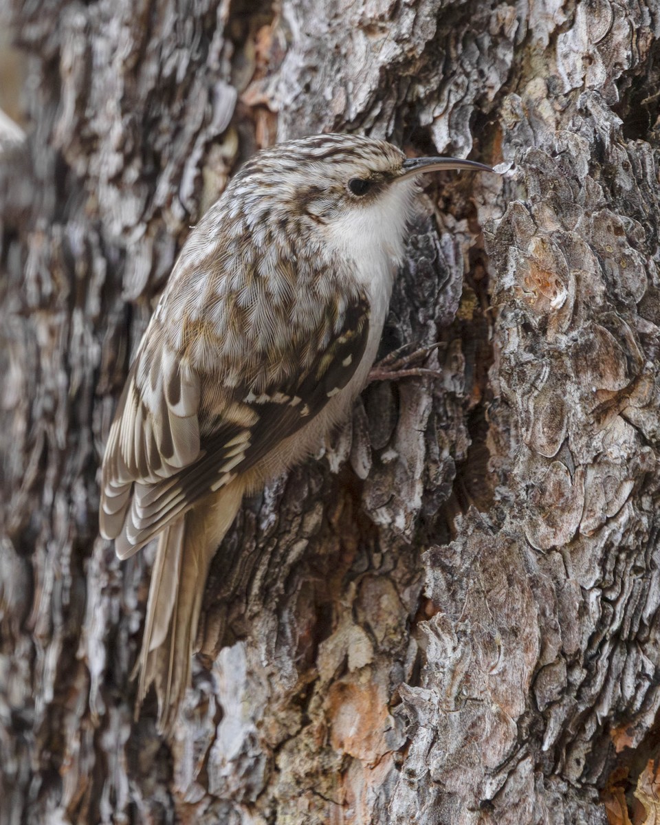 Grimpereau brun - ML644701657