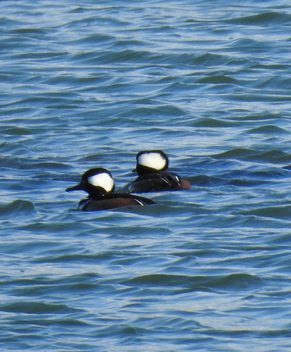Hooded Merganser - ML644701661