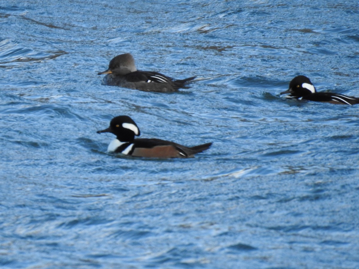 Hooded Merganser - ML644701662