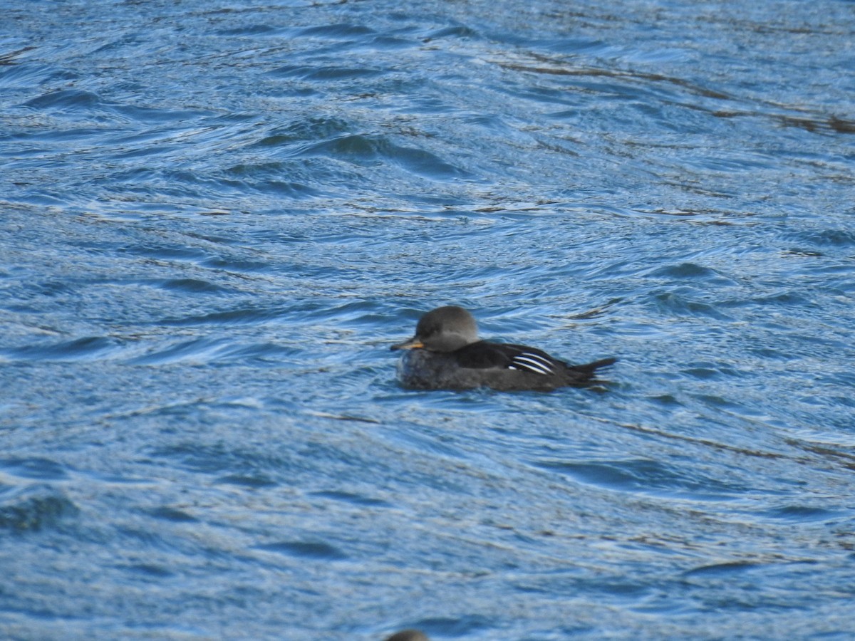 Hooded Merganser - ML644701663