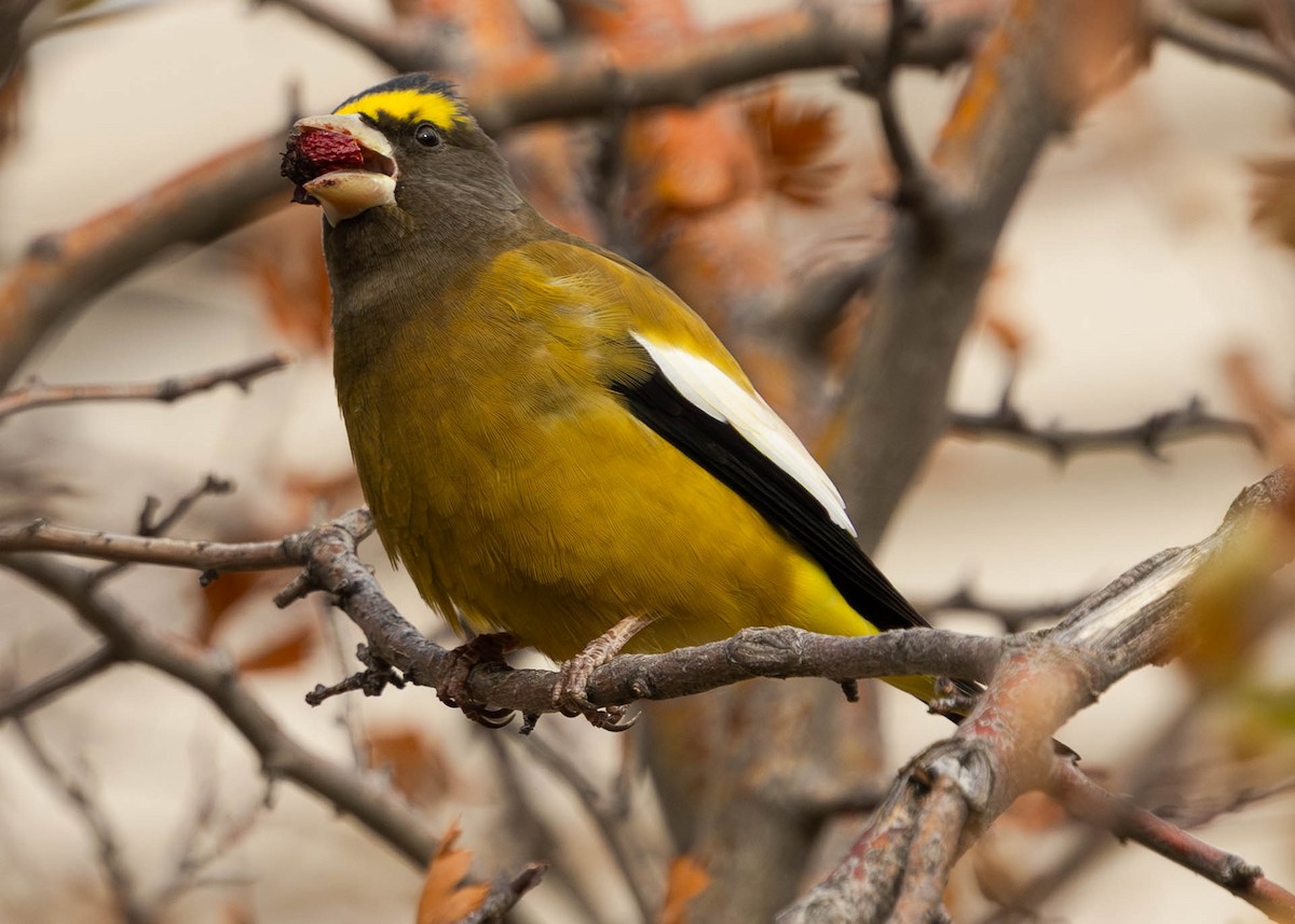 Evening Grosbeak - ML644701664