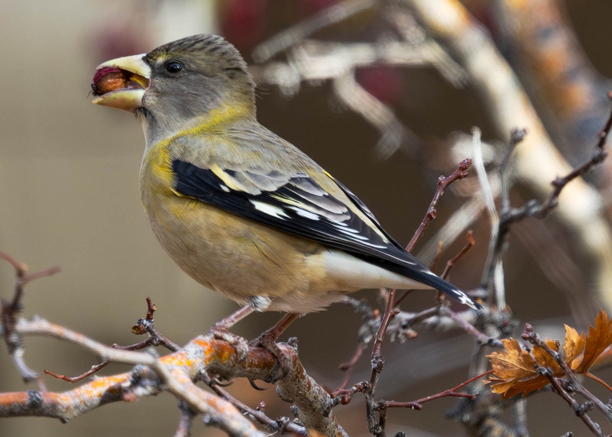 Evening Grosbeak - ML644701665