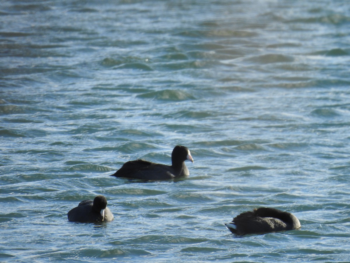 American Coot - ML644701675