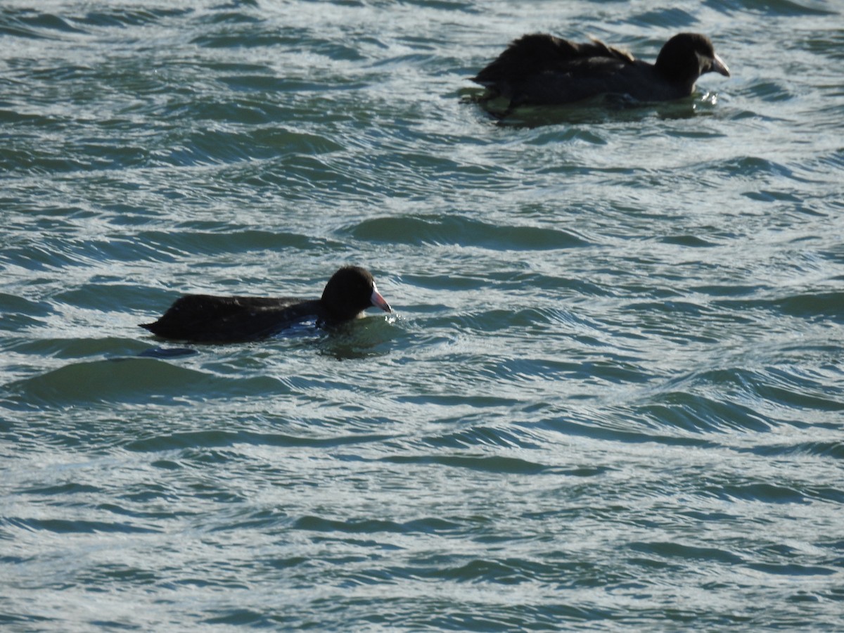 American Coot - ML644701676