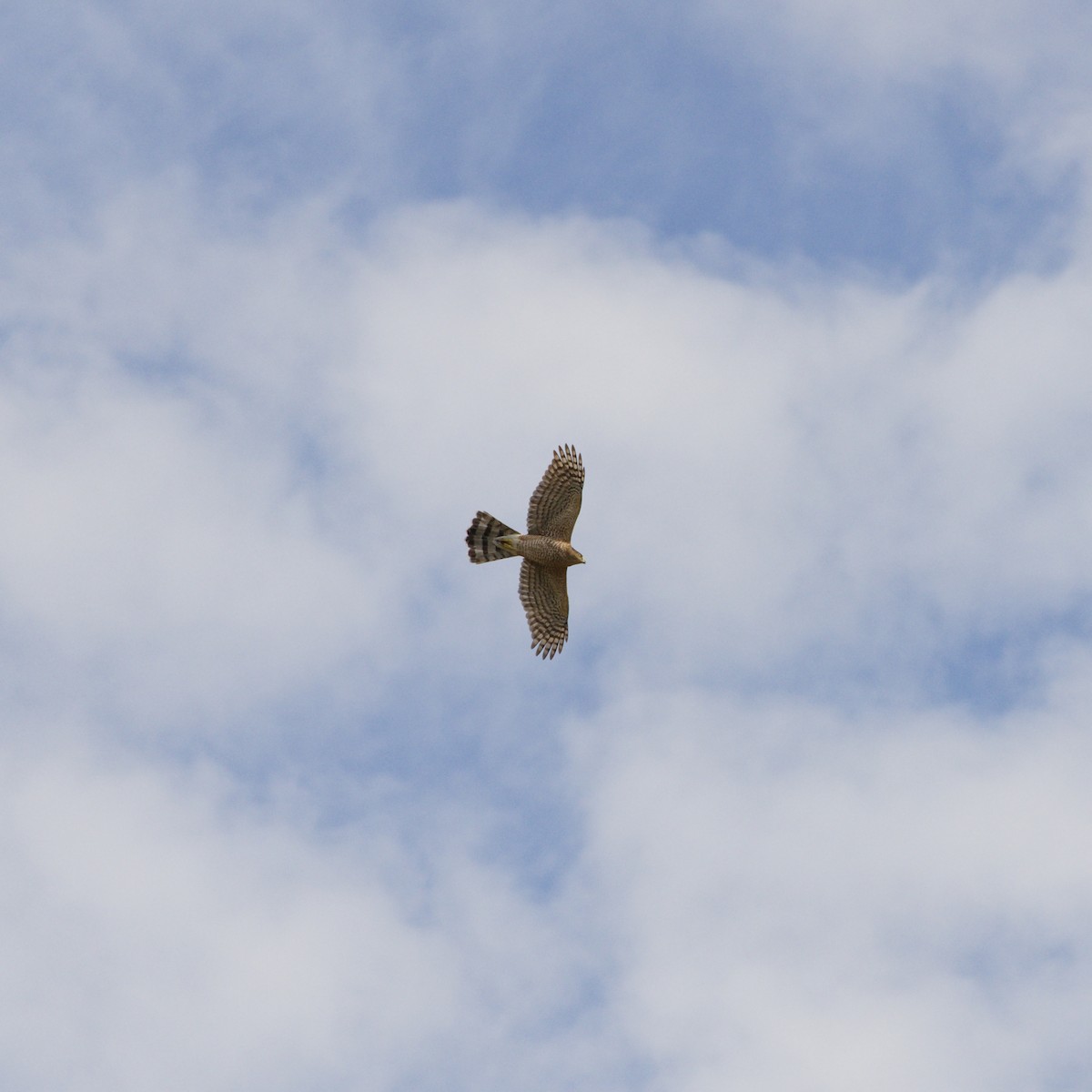 Cooper's Hawk - ML644701678