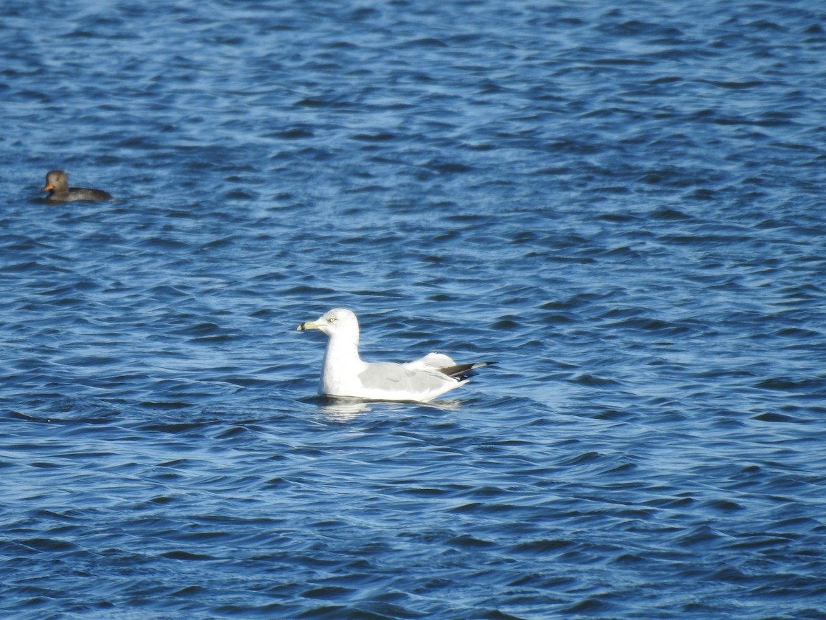 Ring-billed Gull - ML644701679