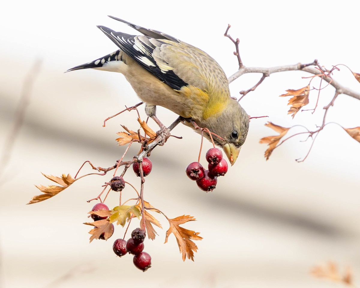 Evening Grosbeak - ML644701680
