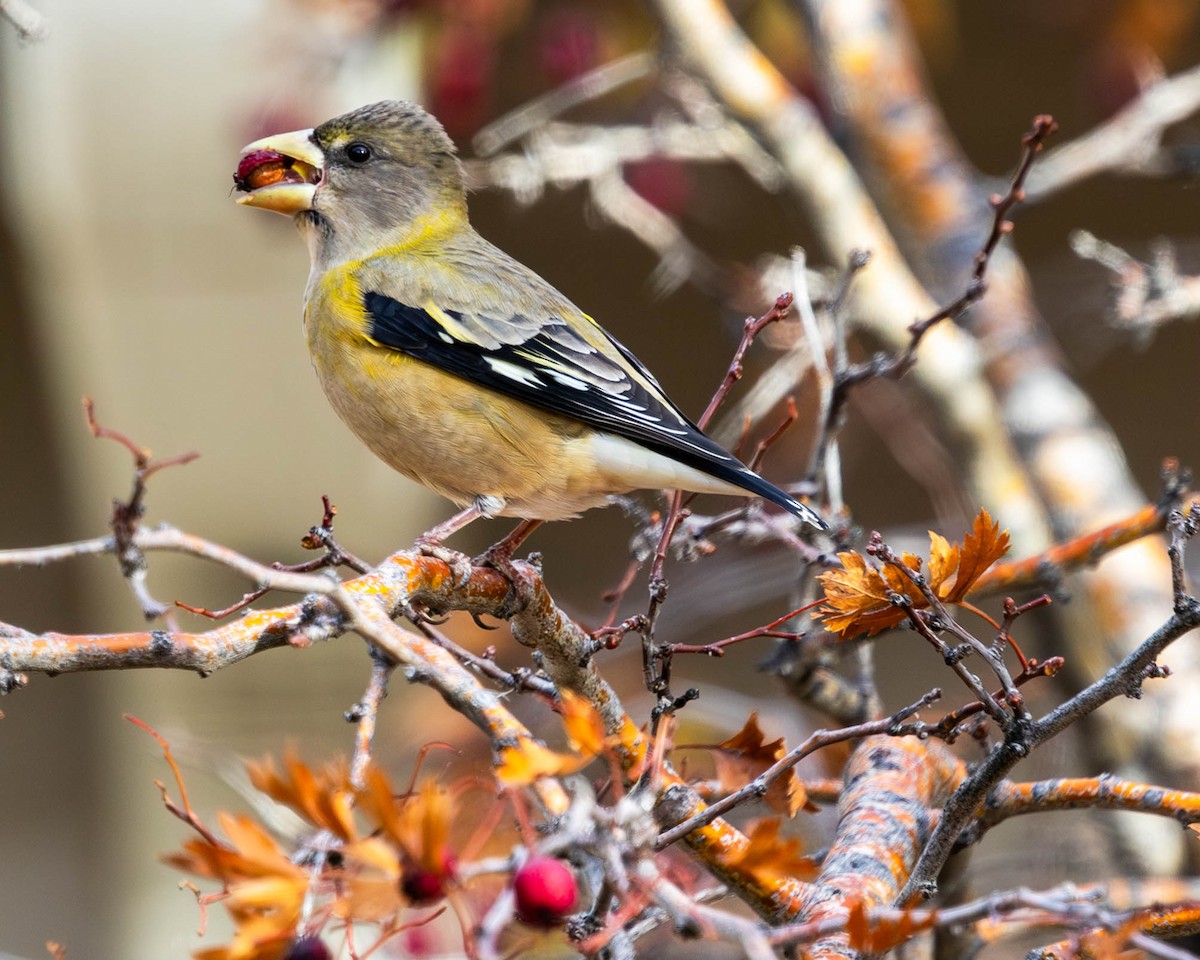 Evening Grosbeak - ML644701681