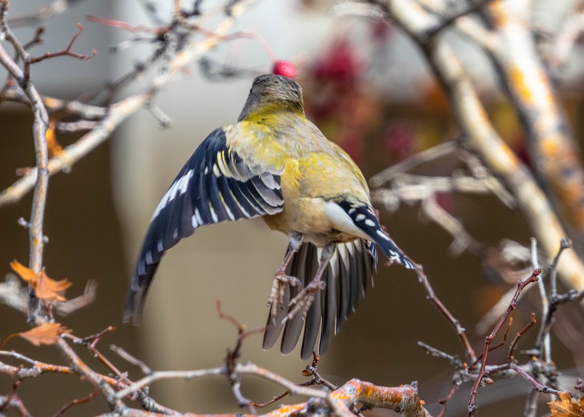 Evening Grosbeak - ML644701682