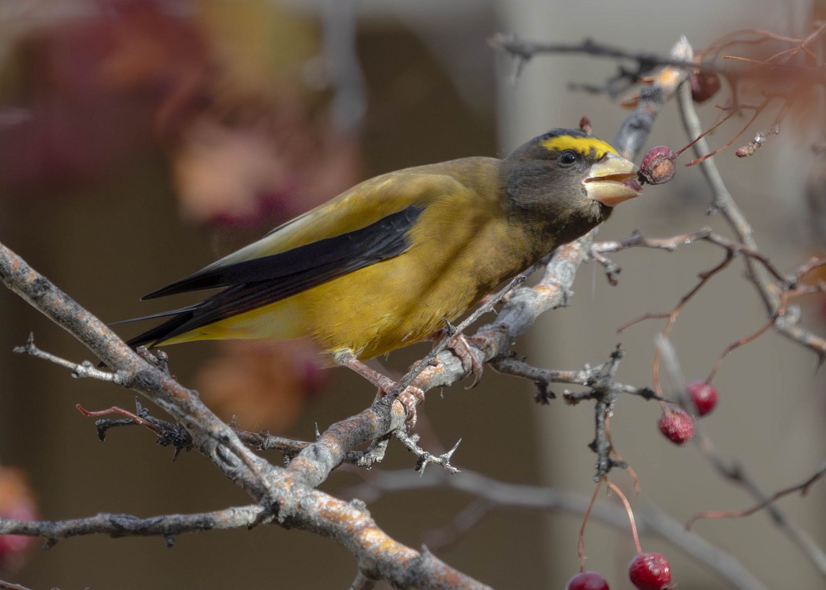 Evening Grosbeak - ML644701683