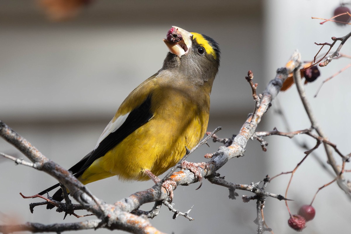 Evening Grosbeak - ML644701684