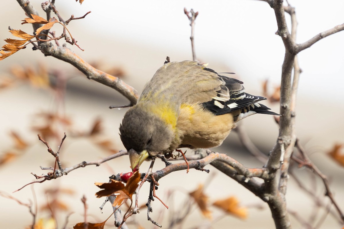 Evening Grosbeak - ML644701685