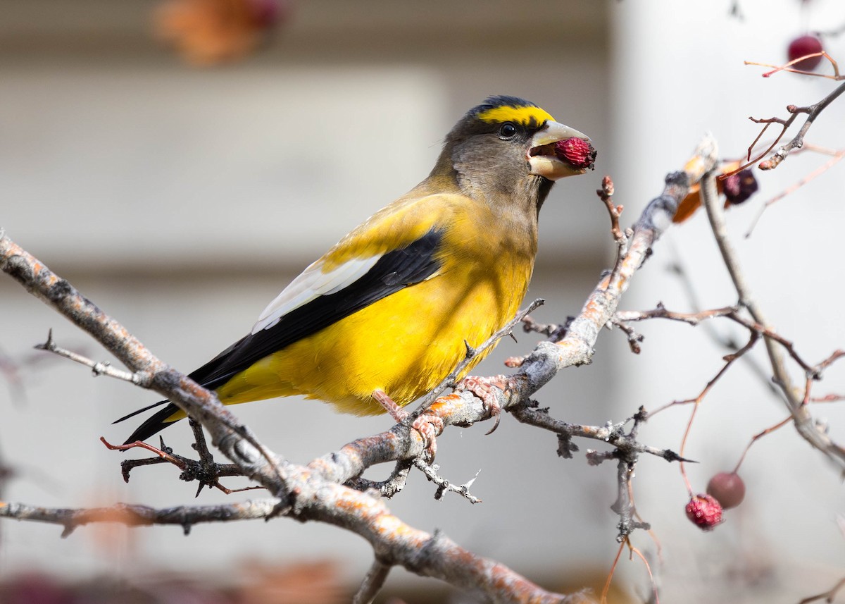 Evening Grosbeak - ML644701686