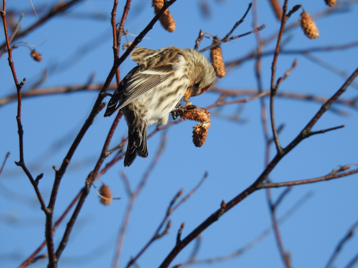 Redpoll (Common) - ML644701689