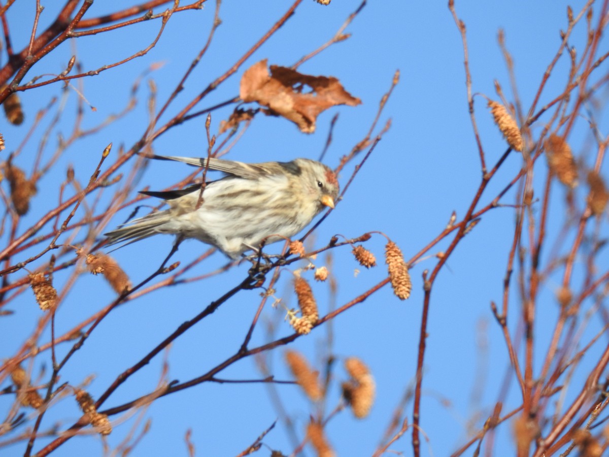 Redpoll (Common) - ML644701690