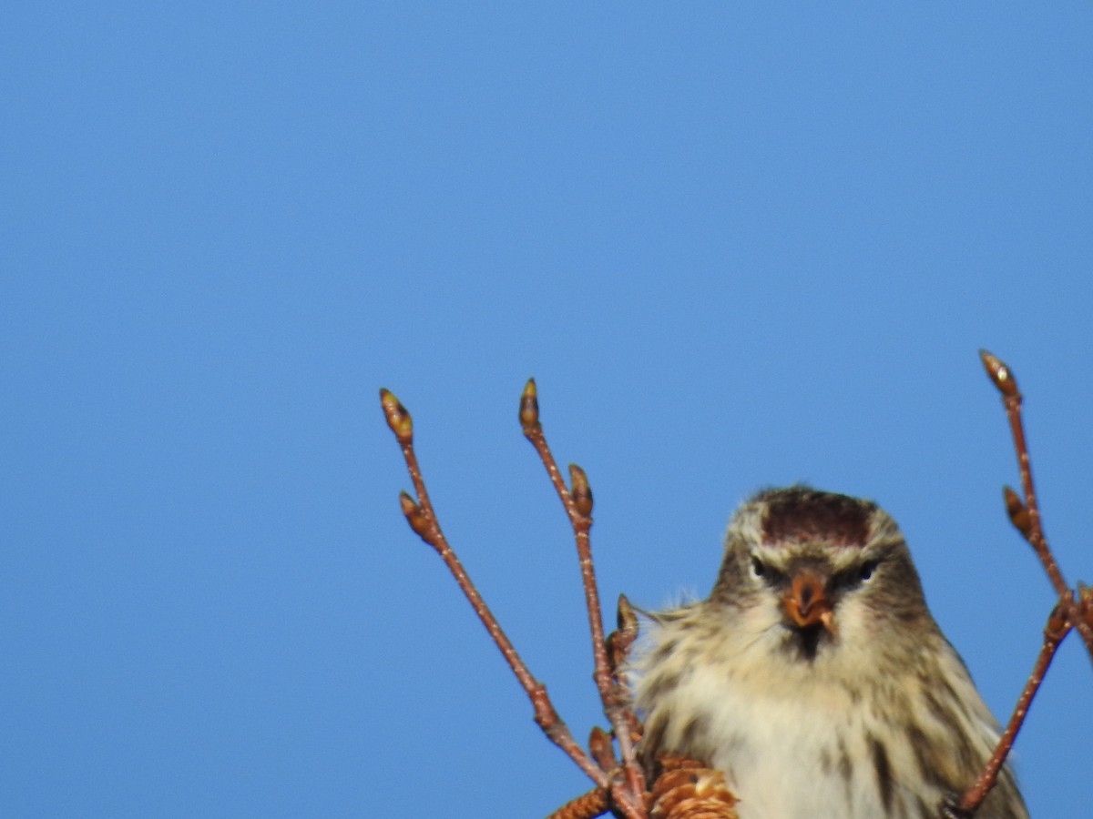 Redpoll (Common) - ML644701691