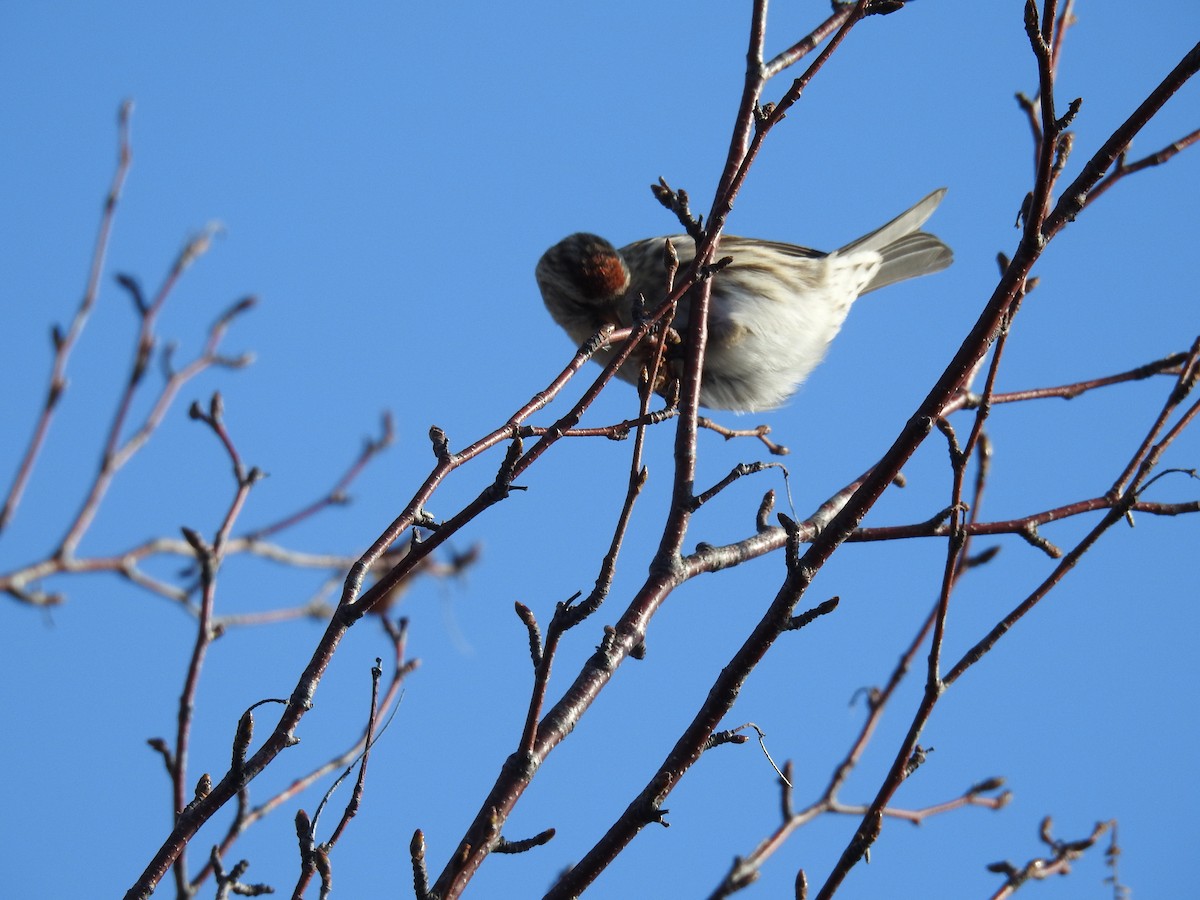 Redpoll (Common) - ML644701693