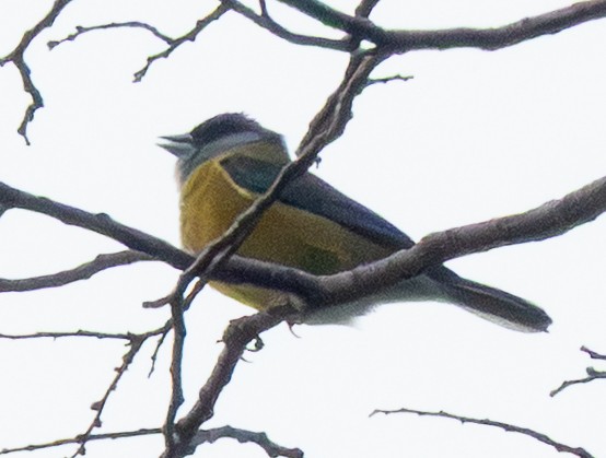 Patagonian Sierra Finch - ML644701705