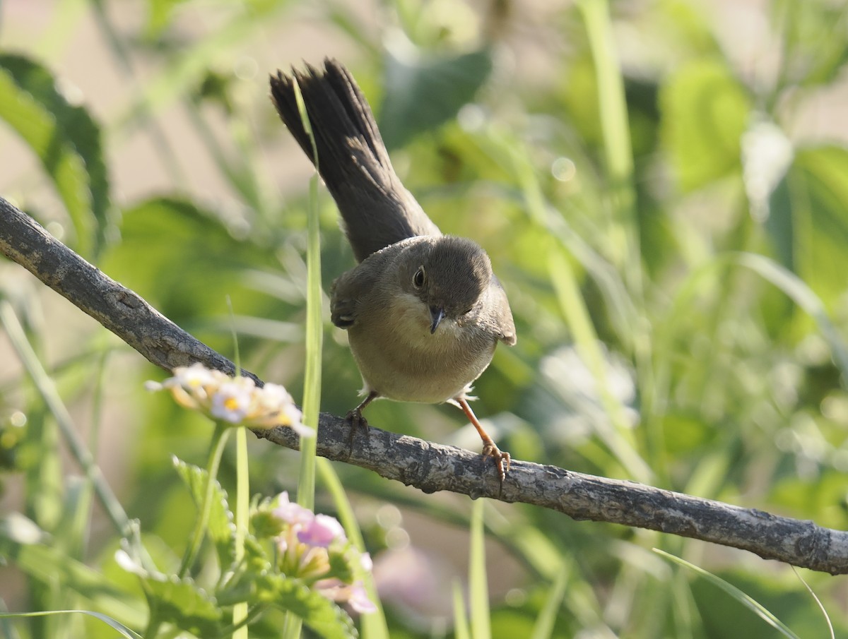 Fauvette de Ménétries - ML644701708