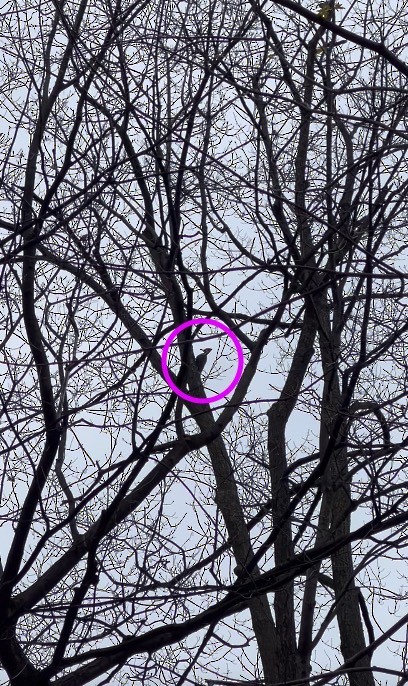 datel chocholatý - ML644701709