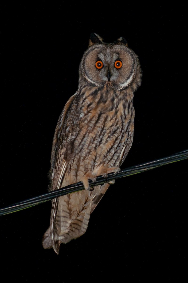 Ушастая сова - ML644701719