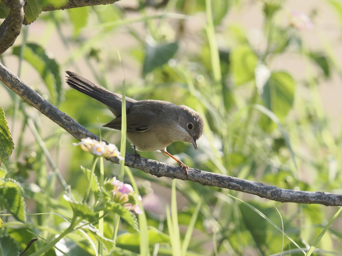 Fauvette de Ménétries - ML644701722