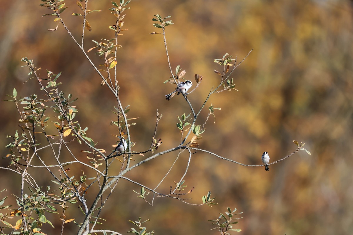 Long-tailed Tit - ML644701723
