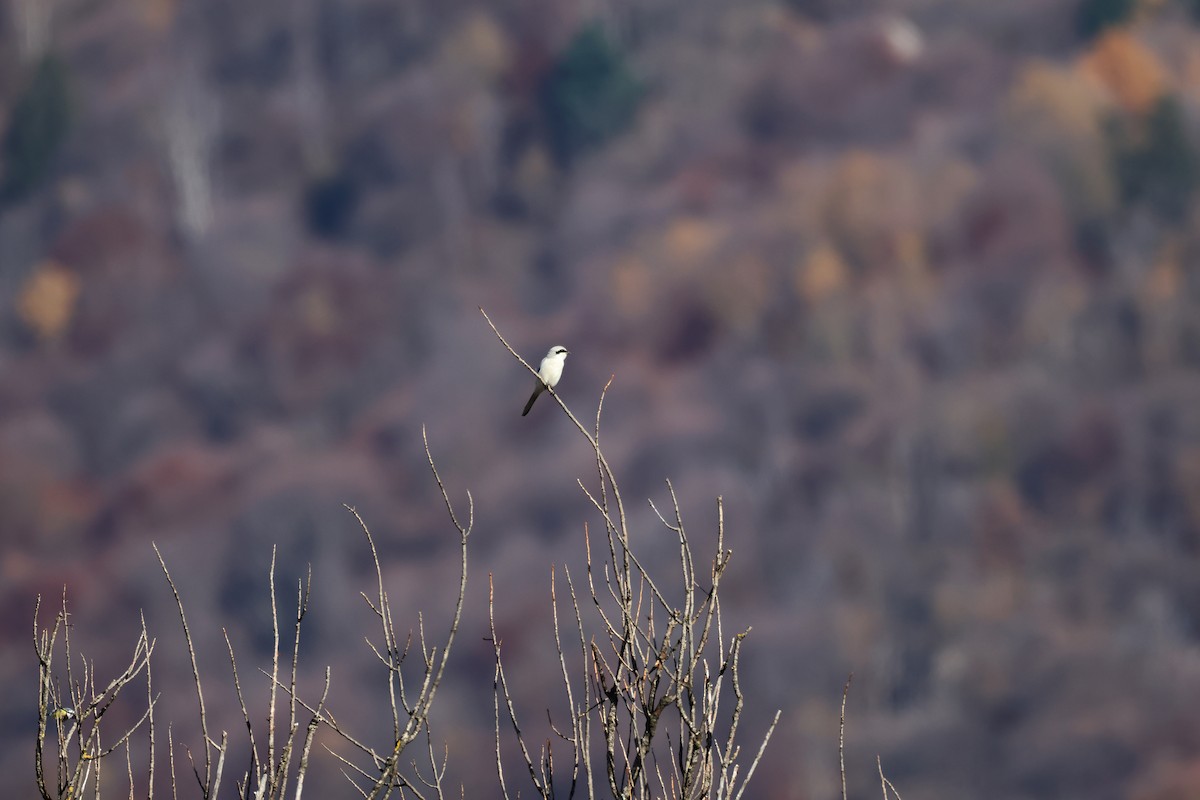 Great Gray Shrike - ML644701731