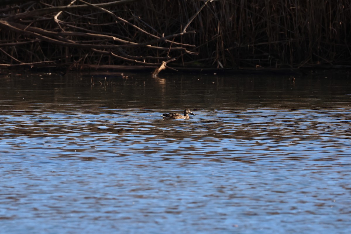 Northern Shoveler - ML644701734