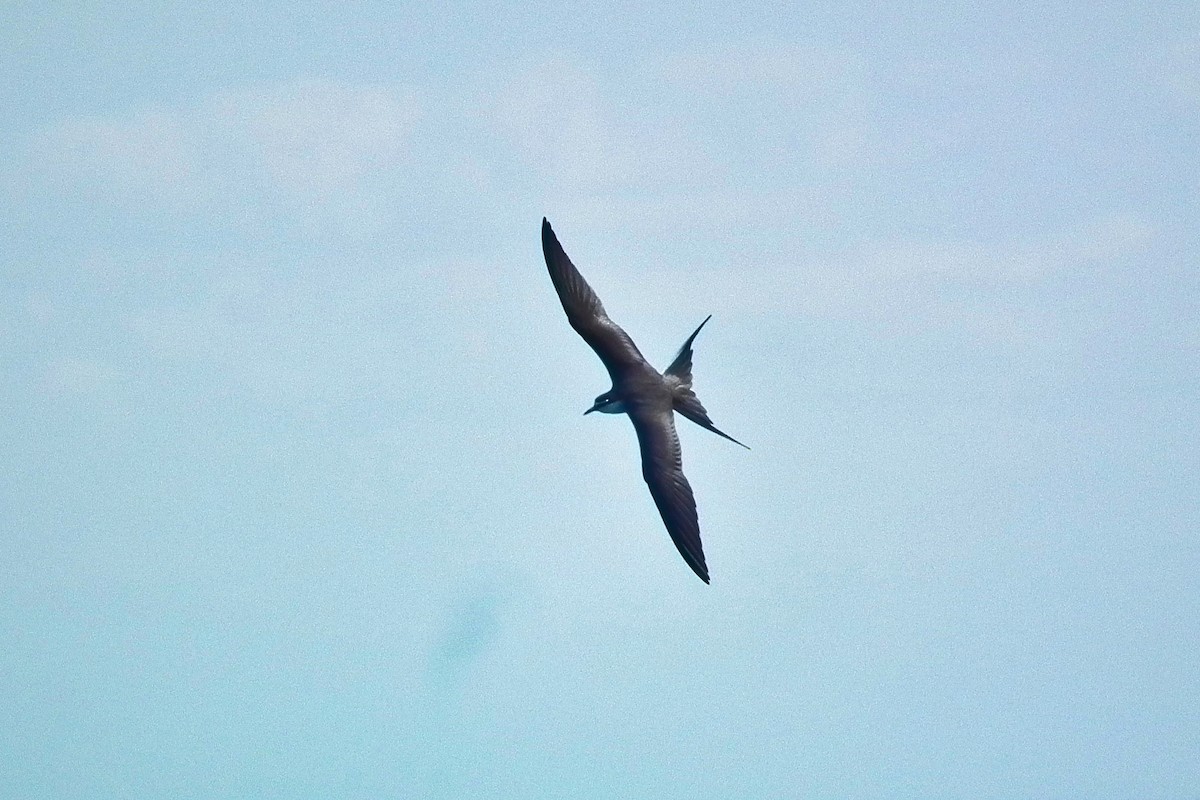 Bridled Tern - ML644701738