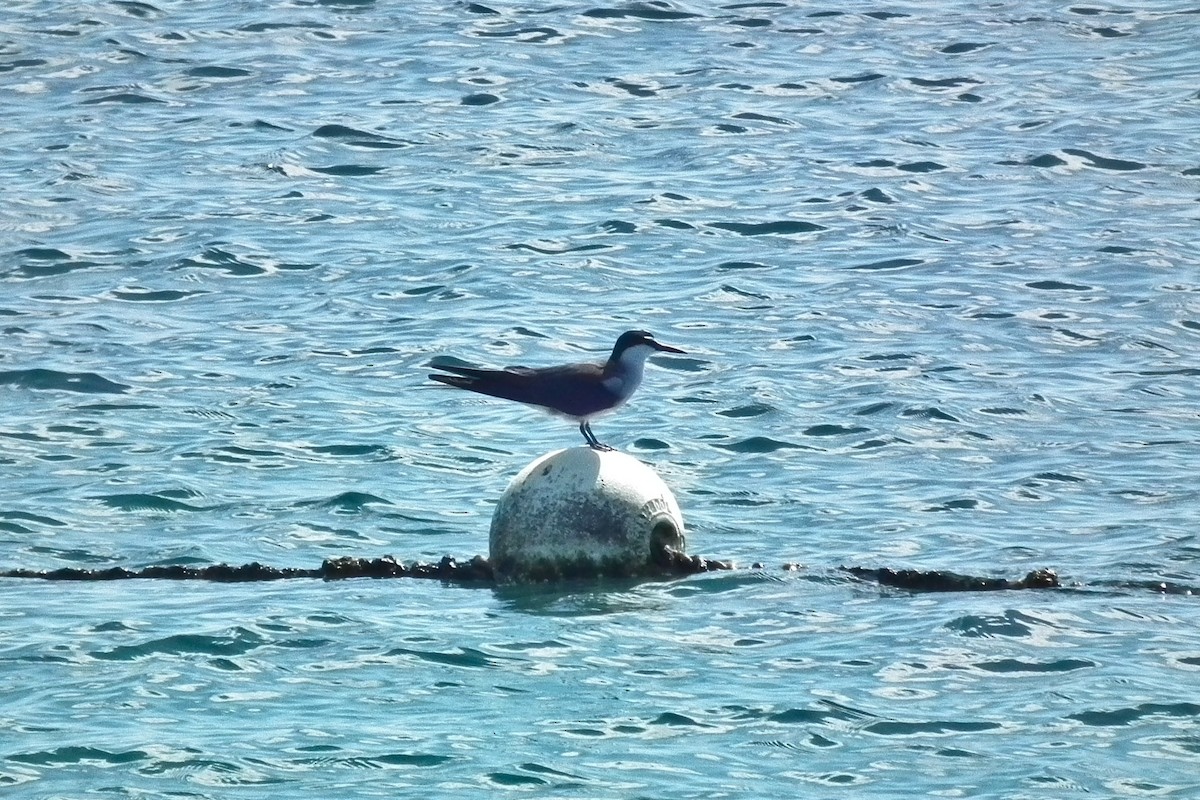 Bridled Tern - ML644701749