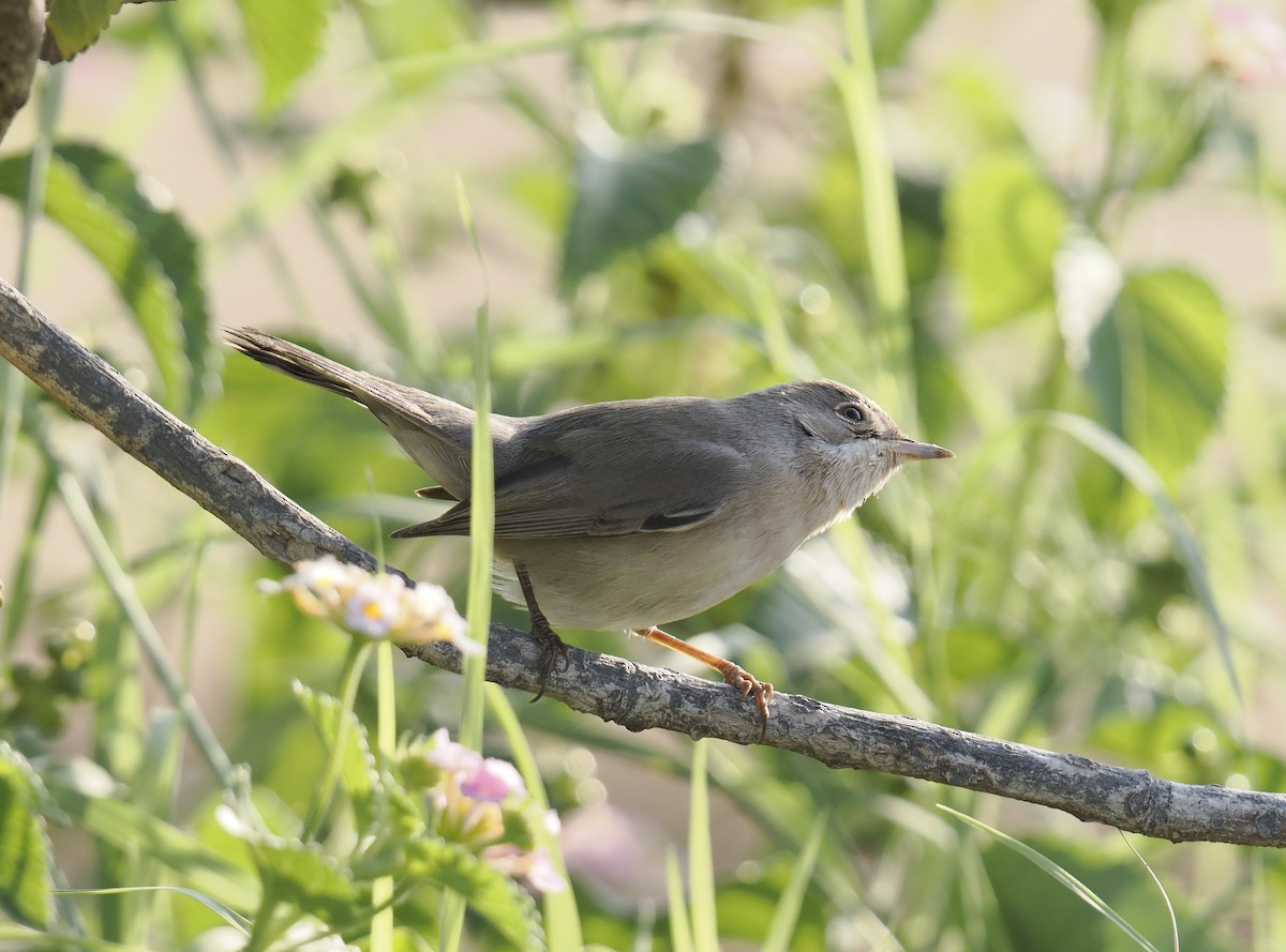 Fauvette de Ménétries - ML644701756