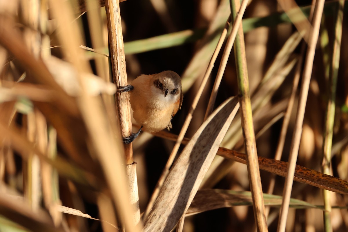 Eurasian Penduline-Tit - ML644701759