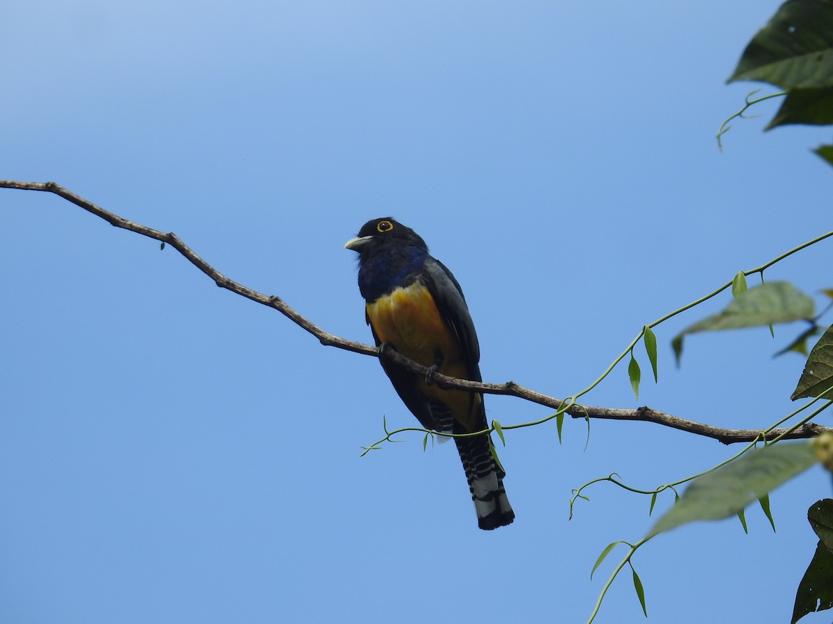 Trogon pattu - ML644701760