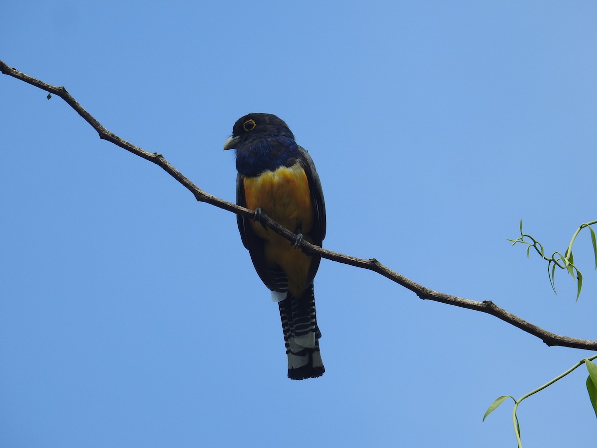 Trogon pattu - ML644701761